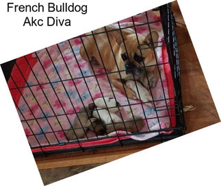 French Bulldog Akc Diva