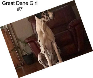 Great Dane Girl #7
