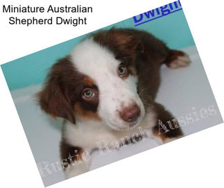 Miniature Australian Shepherd Dwight