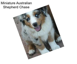 Miniature Australian Shepherd Chase