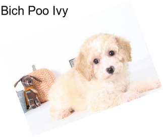 Bich Poo Ivy