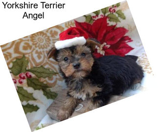 Yorkshire Terrier Angel