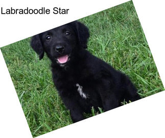 Labradoodle Star