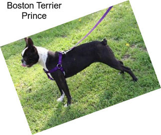 Boston Terrier Prince