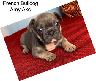 French Bulldog Amy Akc