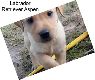 Labrador Retriever Aspen