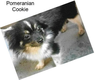 Pomeranian Cookie