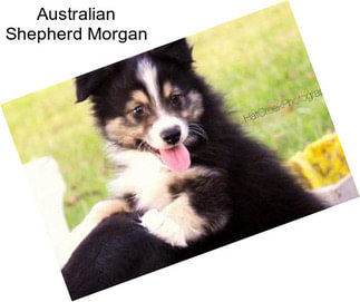 Australian Shepherd Morgan