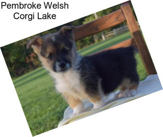 Pembroke Welsh Corgi Lake