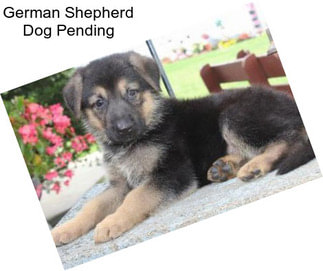 German Shepherd Dog Pending