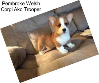 Pembroke Welsh Corgi Akc Trooper