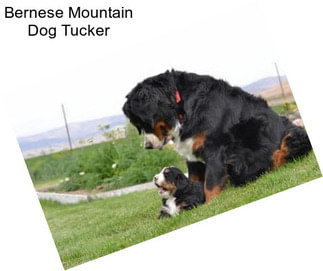 Bernese Mountain Dog Tucker