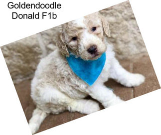 Goldendoodle Donald F1b