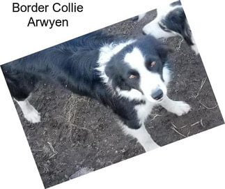 Border Collie Arwyen