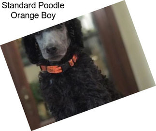 Standard Poodle Orange Boy