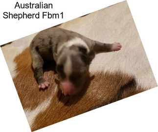 Australian Shepherd Fbm1
