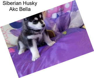 Siberian Husky Akc Bella