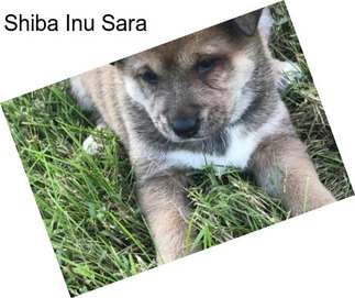 Shiba Inu Sara