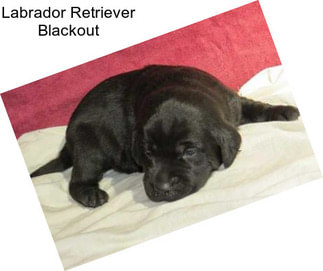 Labrador Retriever Blackout