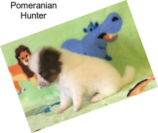 Pomeranian Hunter