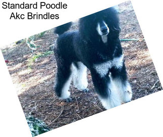 Standard Poodle Akc Brindles