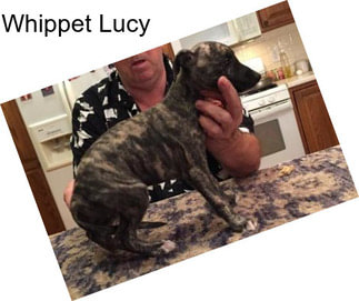 Whippet Lucy