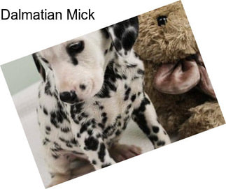 Dalmatian Mick