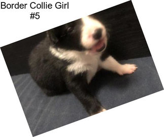 Border Collie Girl #5