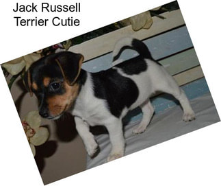 Jack Russell Terrier Cutie