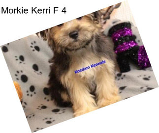 Morkie Kerri F 4