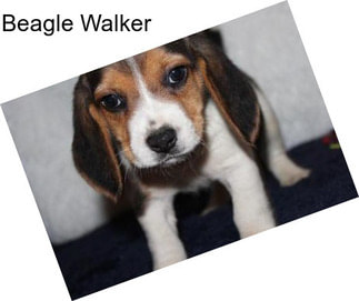 Beagle Walker