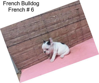 French Bulldog French # 6