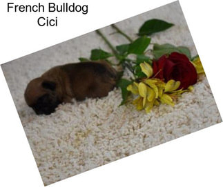 French Bulldog Cici