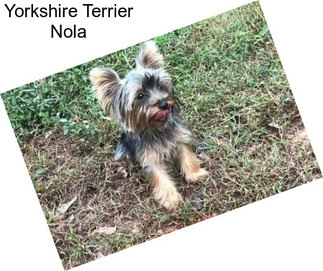 Yorkshire Terrier Nola