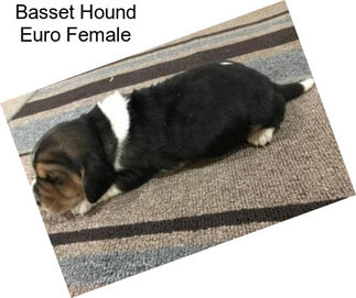 Basset Hound Euro Female