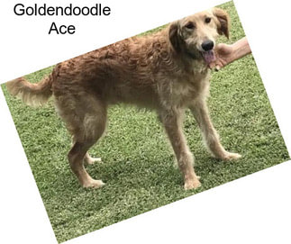 Goldendoodle Ace