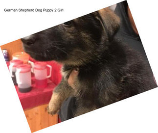 German Shepherd Dog Puppy 2 Girl