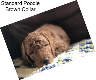 Standard Poodle Brown Collar