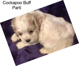 Cockapoo Buff Parti