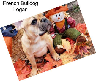 French Bulldog Logan