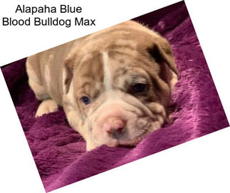 Alapaha Blue Blood Bulldog Max