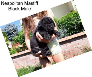 Neapolitan Mastiff Black Male