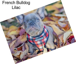 French Bulldog Lilac