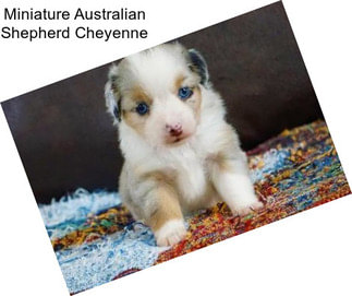 Miniature Australian Shepherd Cheyenne