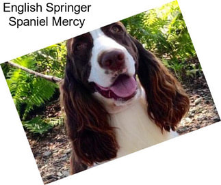 English Springer Spaniel Mercy