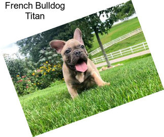 French Bulldog Titan