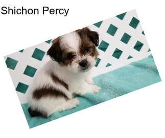Shichon Percy