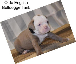 Olde English Bulldogge Tank