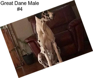 Great Dane Male #4