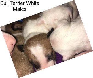 Bull Terrier White Males